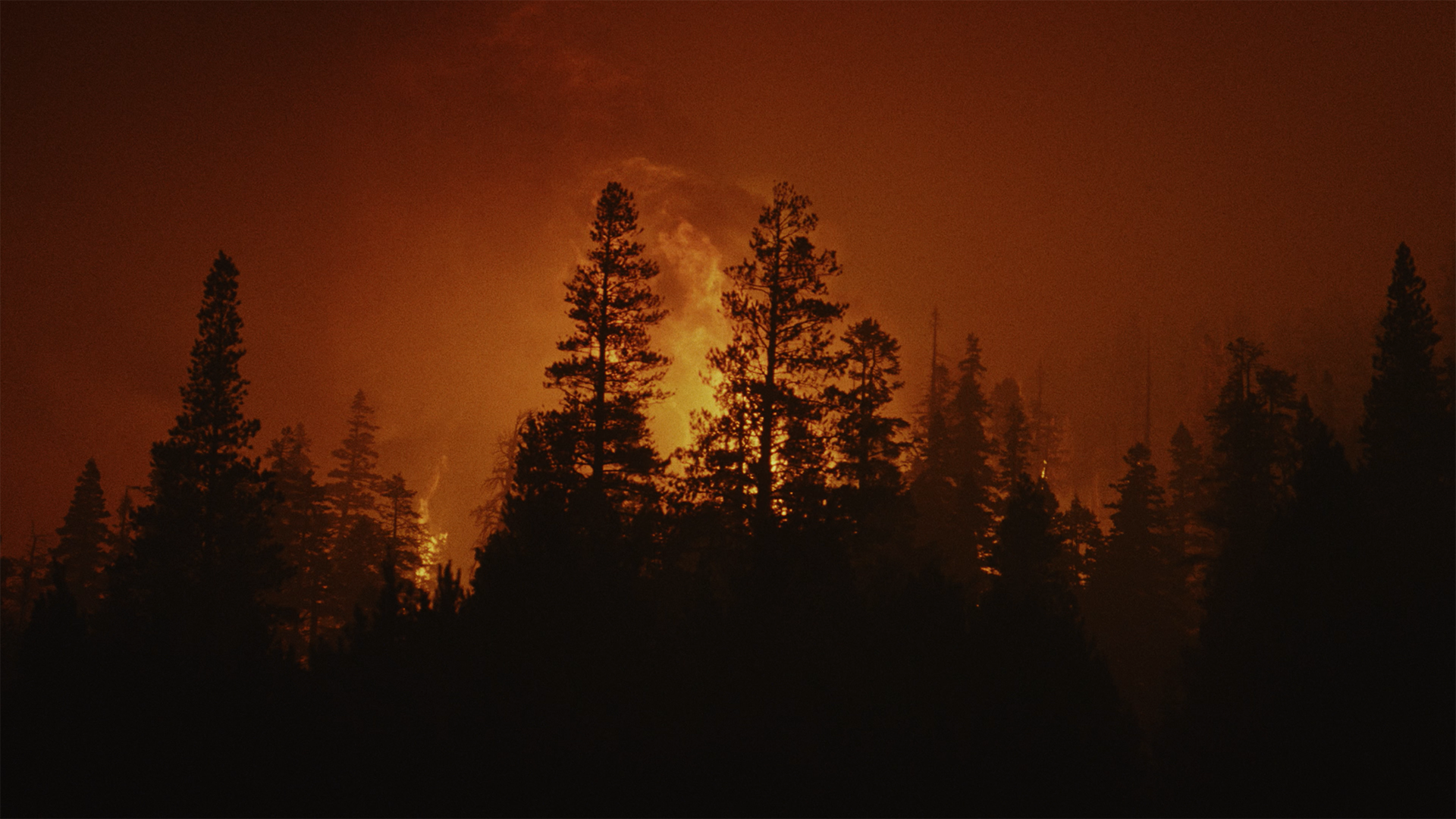 Trees with a fiery background